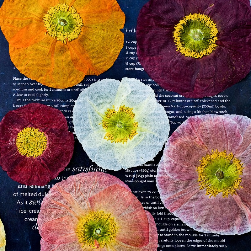 1pcs, Bunga Poppy Kering Alami - Resin Art Frame ulasan dan harga